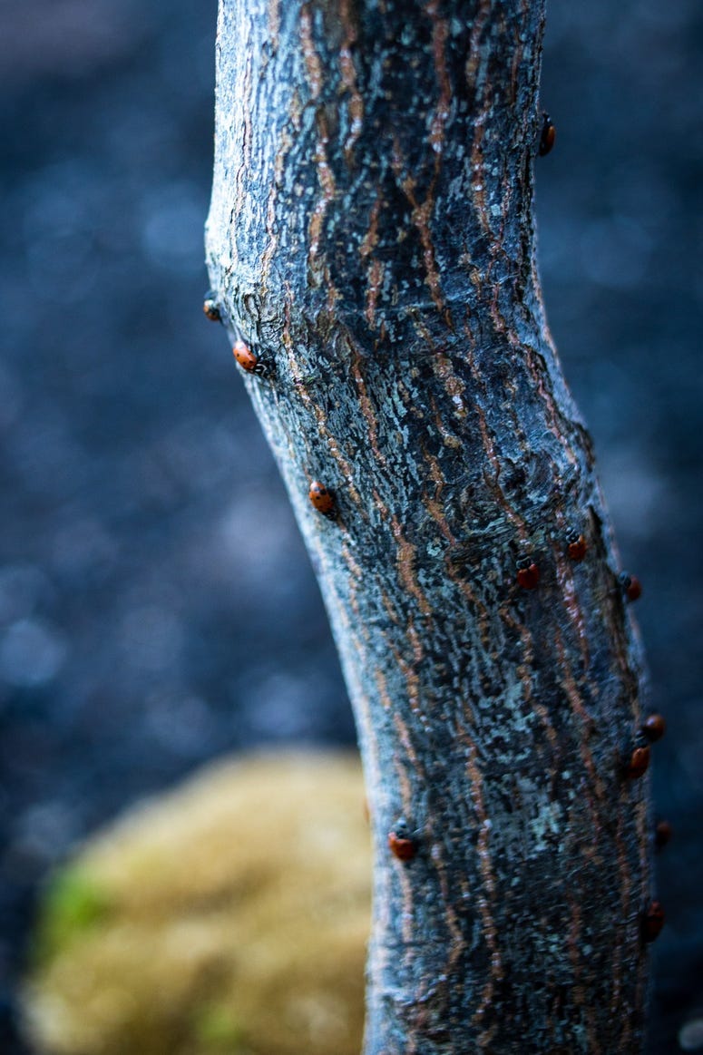 Ladybug(s)