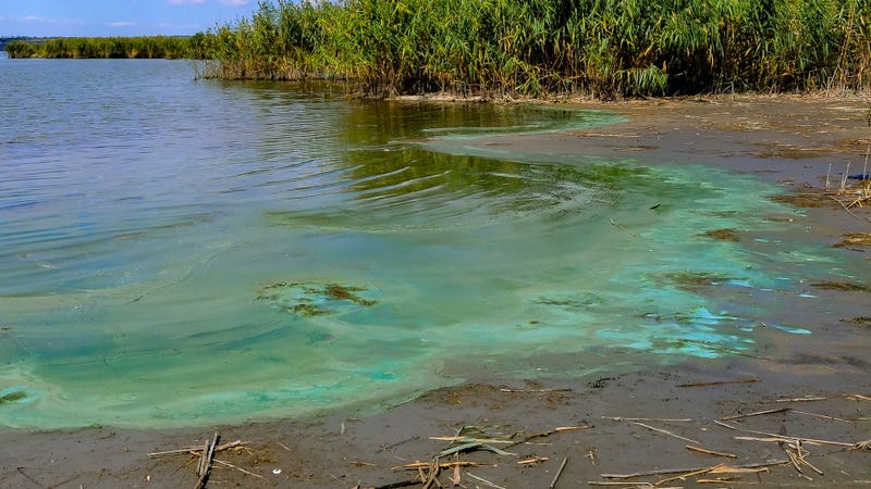 Blue-green algae blooms - stock photo