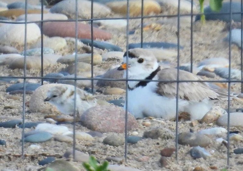 Plover chicks