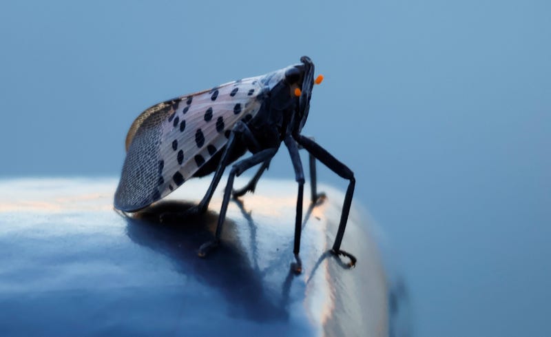 lanternfly on railing in New Jersey