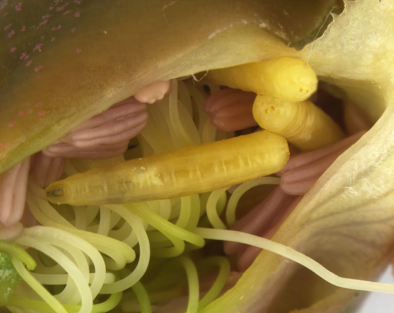 live larvae from a rare and potentially destructive fruit fly