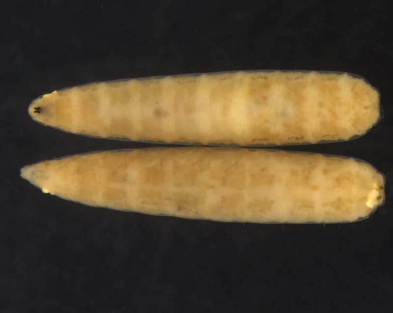 live larvae from a rare and potentially destructive fruit fly