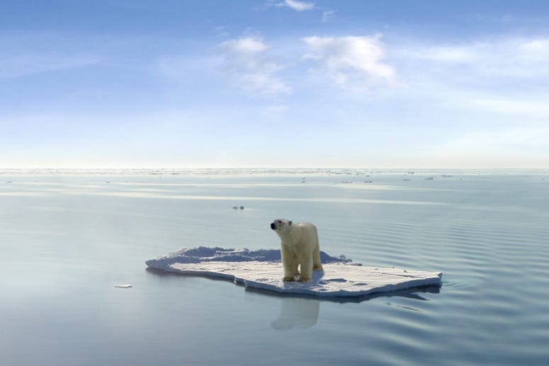 Last Polar Bear Coldimages / Getty Images