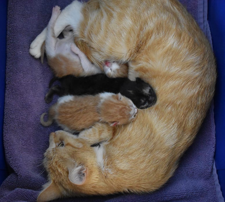 Laurie and kittens.jpg