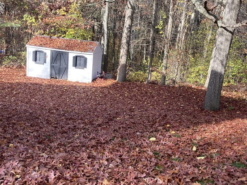 Raking Season
