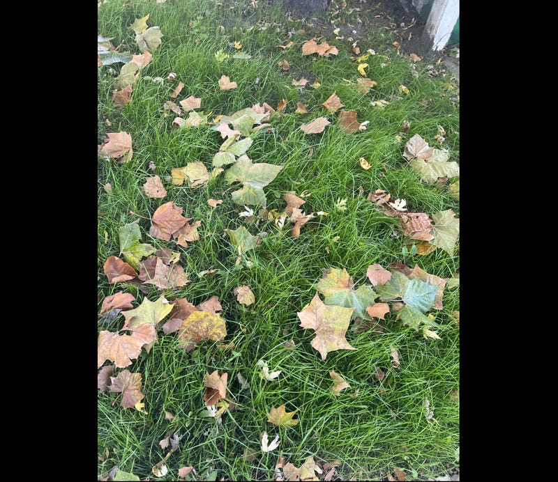 fall leaves on the grass