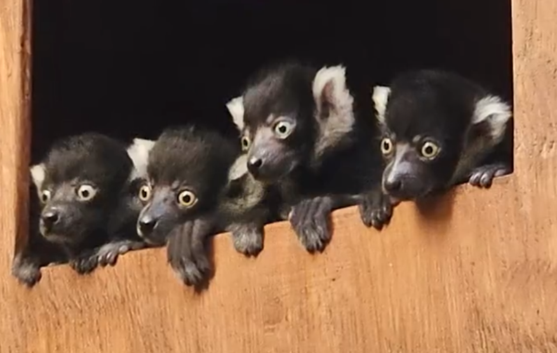 Black and white ruffed lemur babies