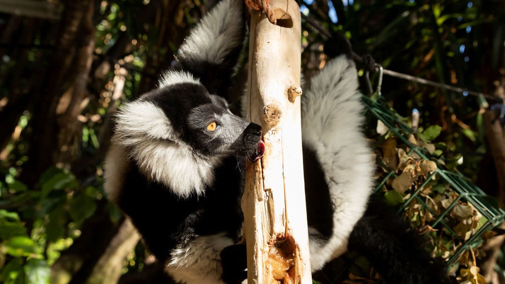 San Jose zoo welcomes newborn twin endangered lemurs