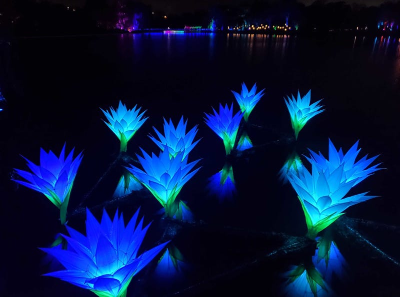 giant lillies lit up