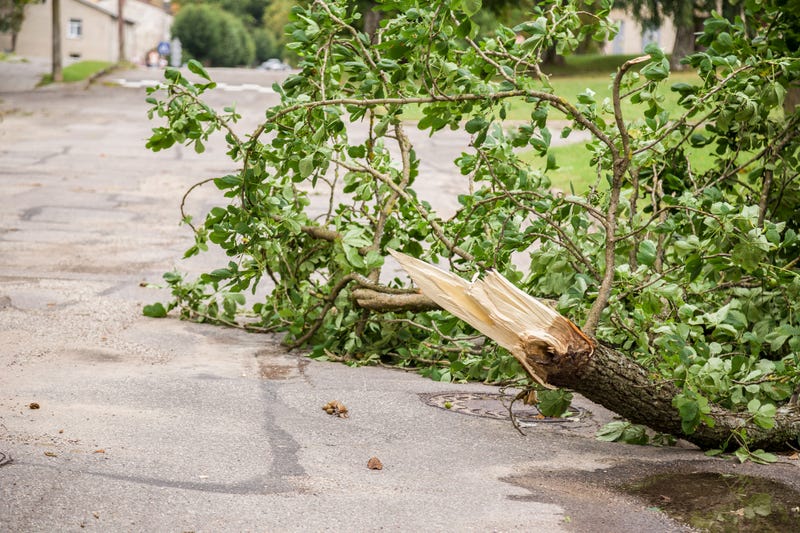 Fallen tree branches on the street