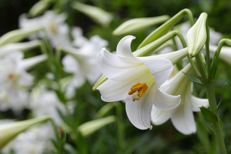 Lilies