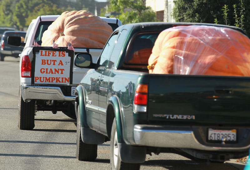 As in past years, the winning pumpkin from this week’s championship weigh-off, along with four very-nearly-as-girthful gargantuan gourds, will be on display at the Half Moon Bay Art and Pumpkin Festival. 