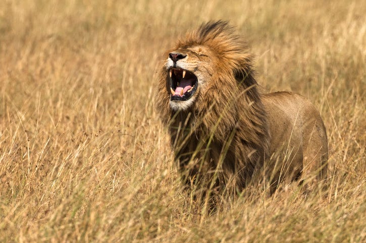 Lion in Masai Mara National reserve, Kenya, Africa