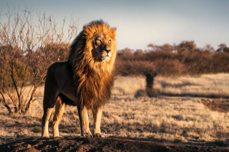 Lion