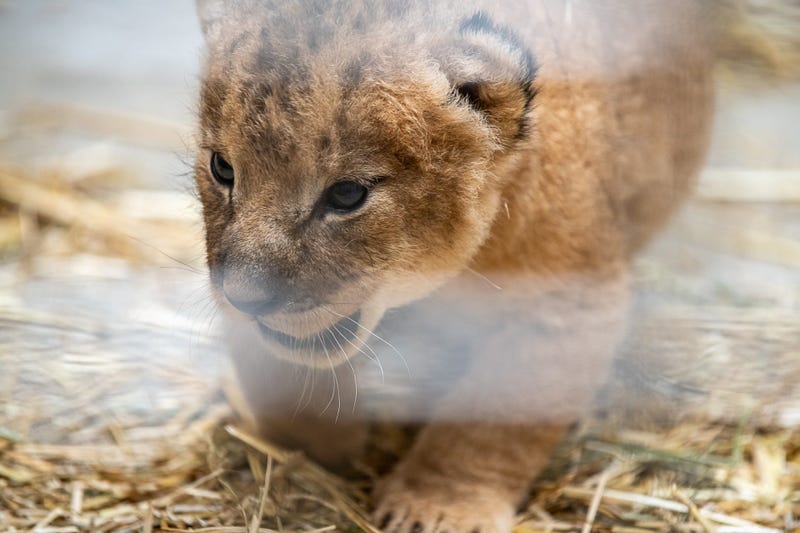 African Lion Cub