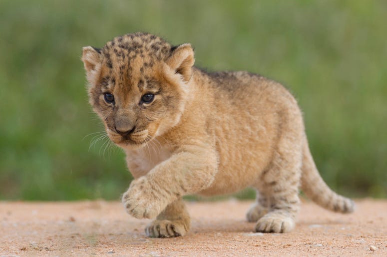 Lion_Cub