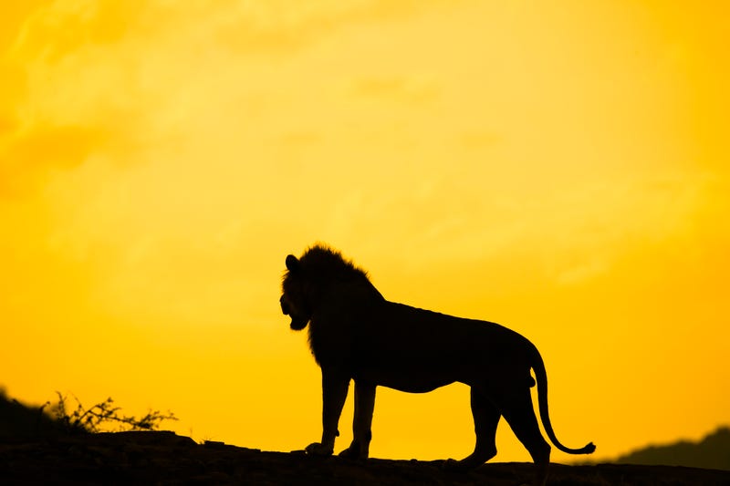 Lion King