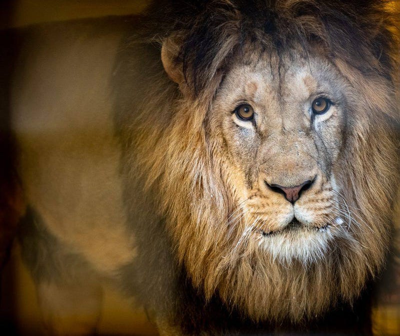 Lion at Pittsburgh Zoo