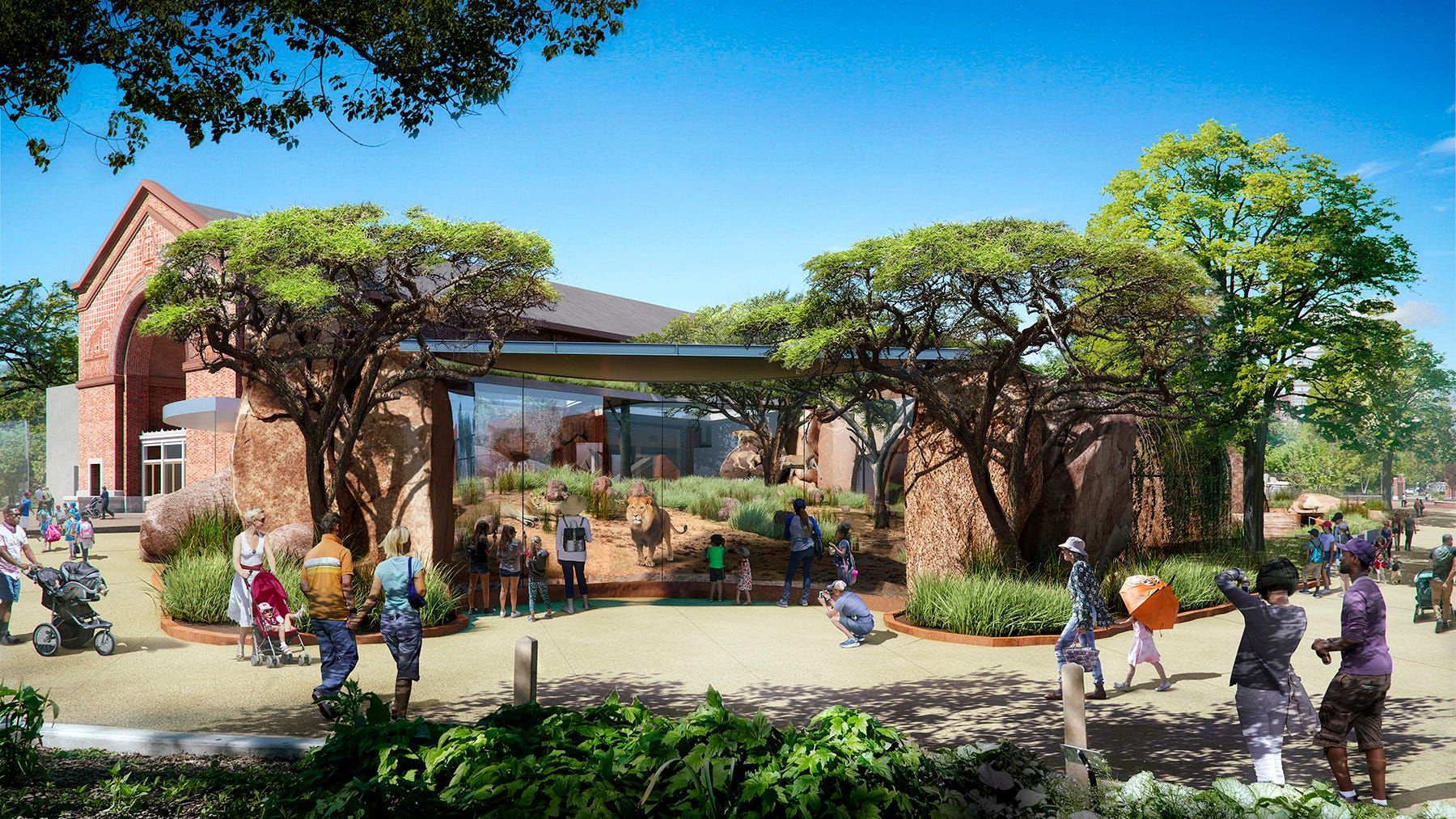 Lions get more room to roam when Lincoln Park Zoo habitat reopens in fall
