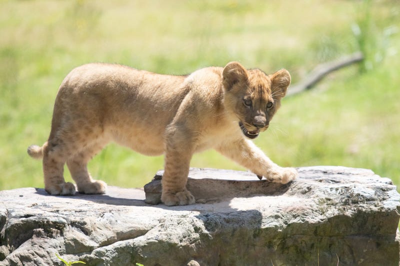 Audubon Zoo