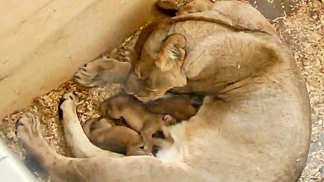 Detroit Zoo celebrates the birth of three healthy African lion cubs, born to 9-year-old first-time mom [PHOTOS]