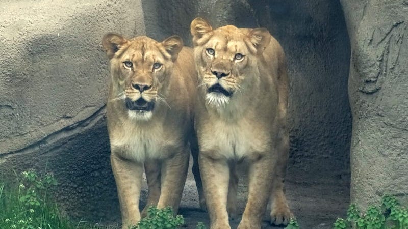Detroit Zoological Society begins vaccinating at-risk animals for COVID-19