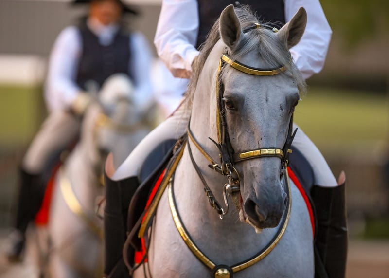 White Lipizzan horse