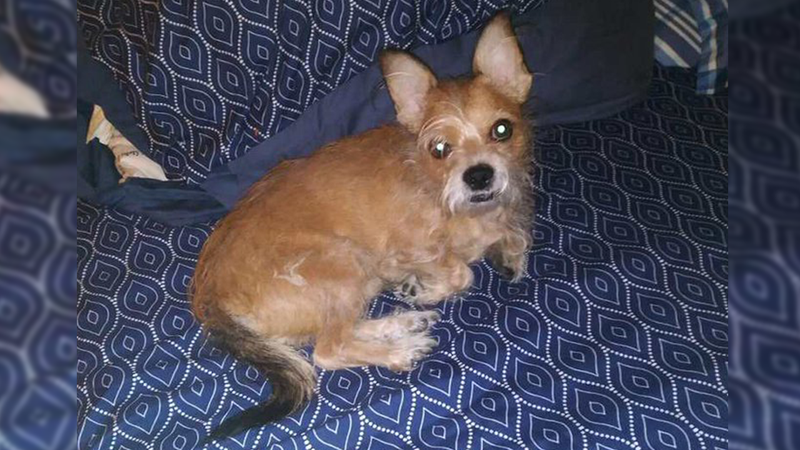 Sandra Martin was crossing the street in the early hours of the morning, her dog "Little Man" in her arms, when they were struck by a car. Now she’s searching for her dog while police are searching for the driver who left them both in the street.