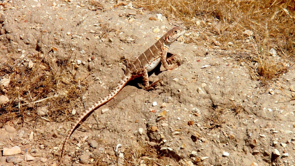 California launches effort to preserve lizards facing extinction