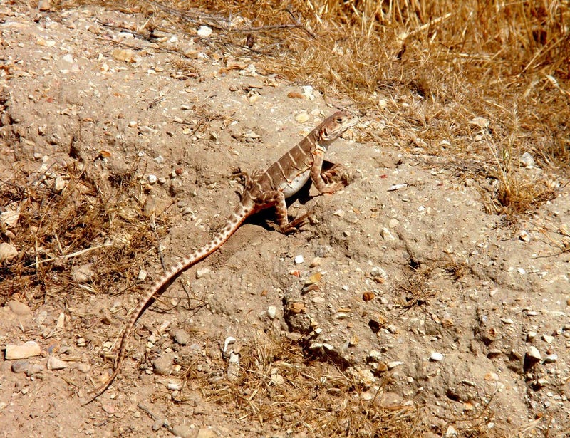 Blunt-nosed leopard lizard