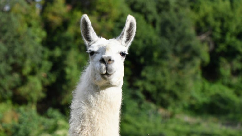Denison firefighters help save llama stuck in the mud