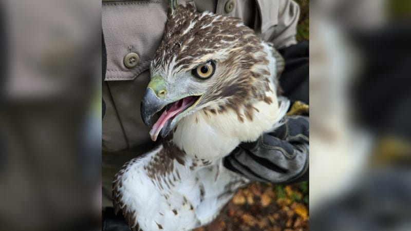 The red-tailed hawk found by Lower Merion police