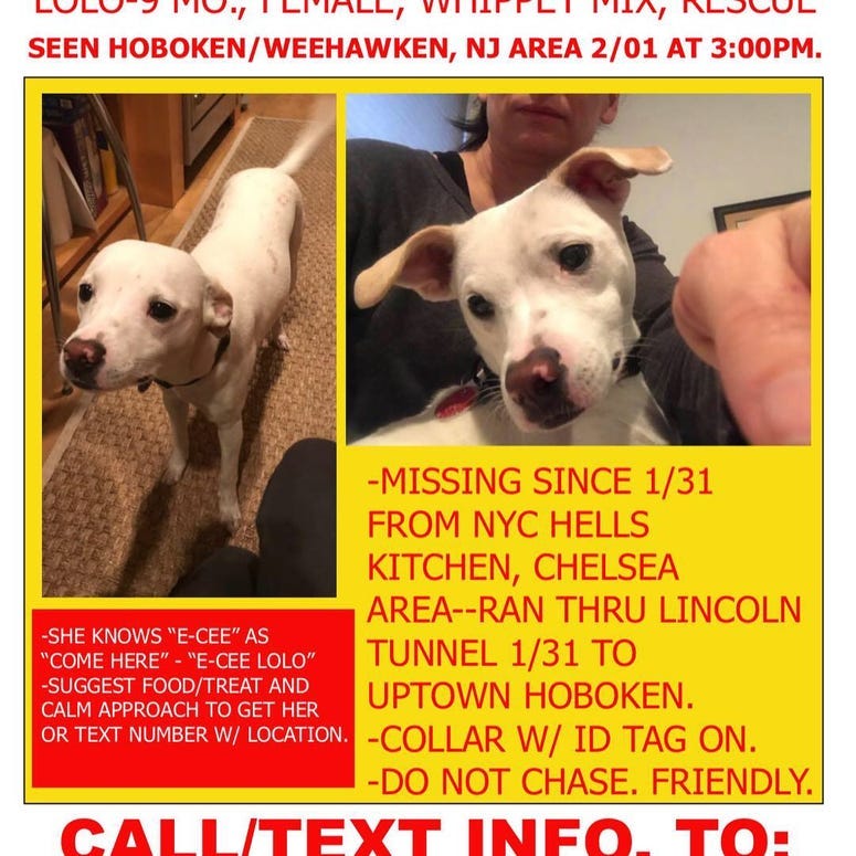 Lolo missing dog
