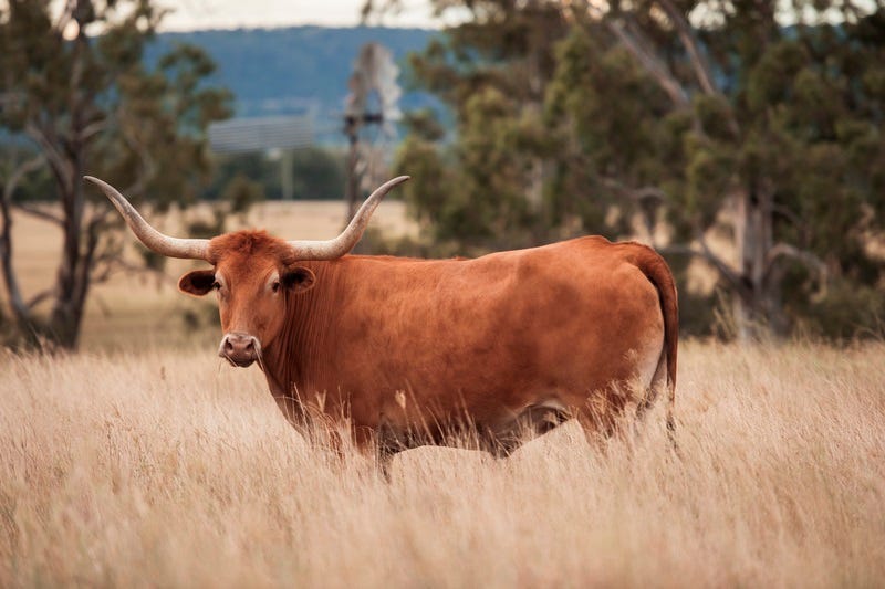 longhorn