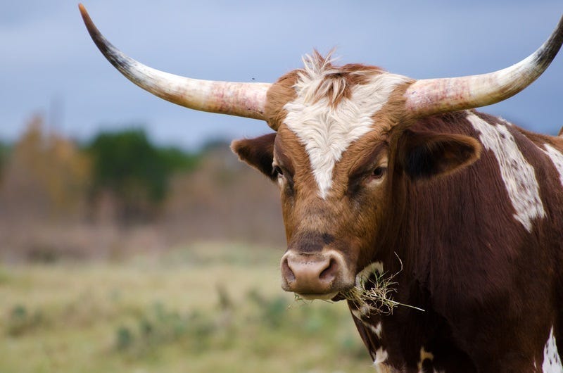longhorn