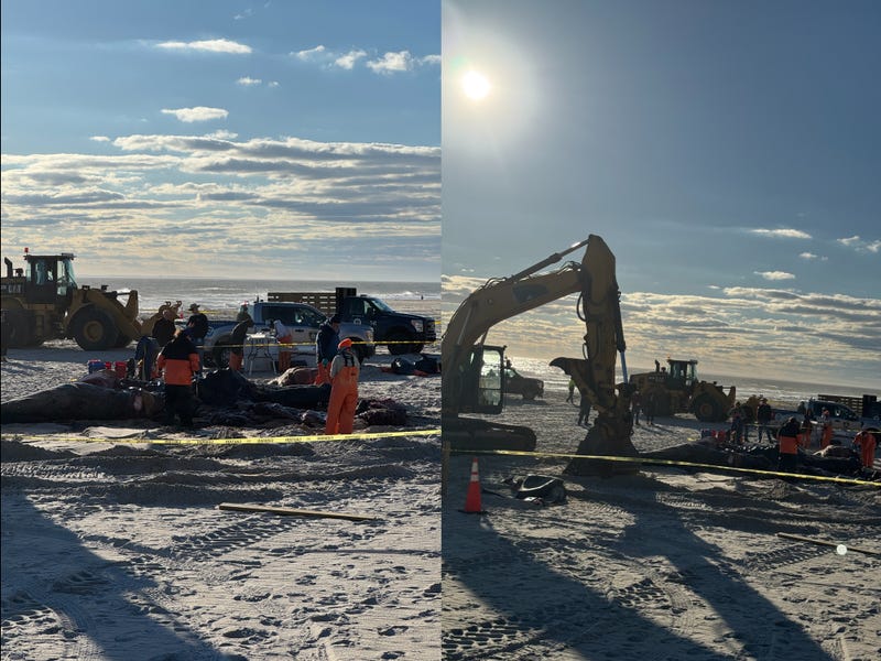 Officials responded to remove the carcass of the dead humpback whale on Monday, cutting it into pieces.