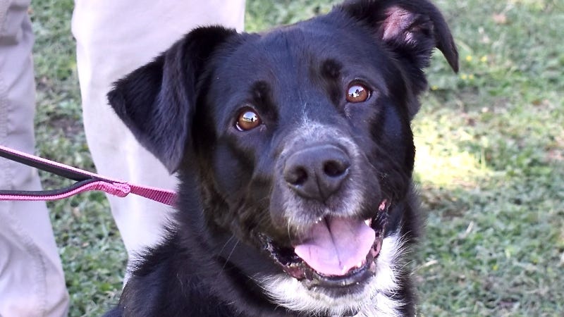 Luna @ Austin Humane Society 11/27/24