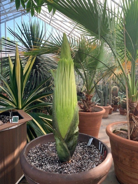 Corpse flower