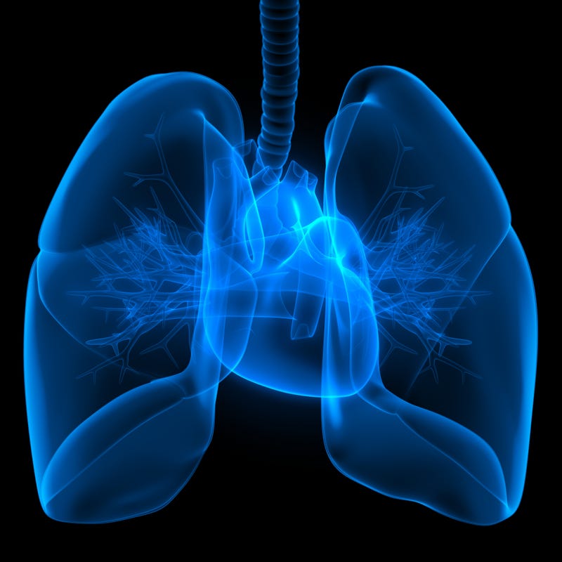 lungs