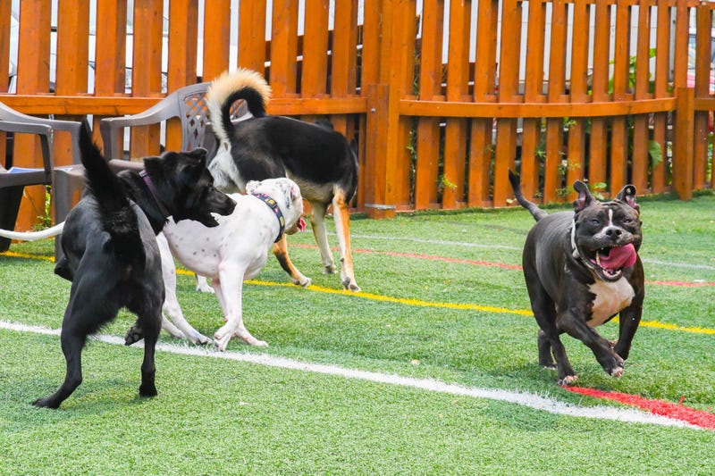 Craft Hall dog park