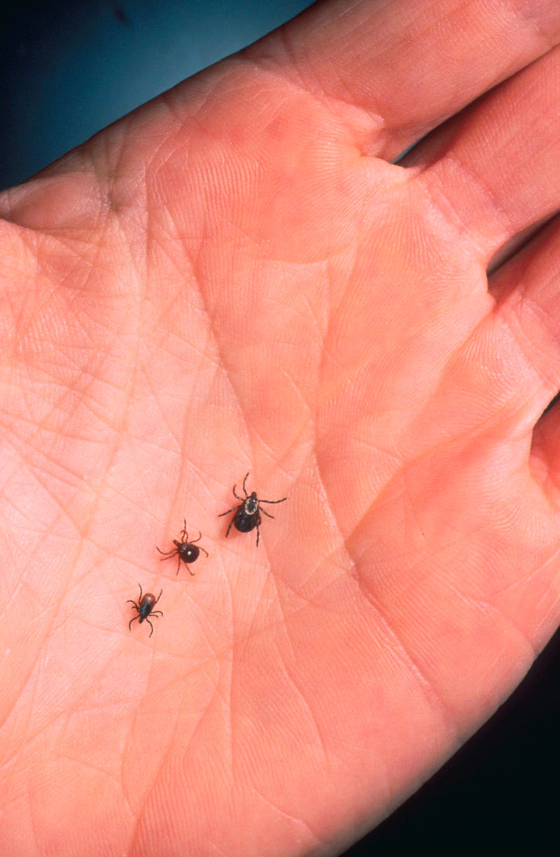 Ticks that cause Lyme Disease are out and about again as spring arrives and warmer weather is in the forecast. Meanwhile, UB teams up to help Pfizer with a study on a Lyme Disease vaccine it's developed for children.