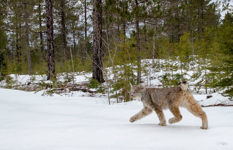 Michigan lynx