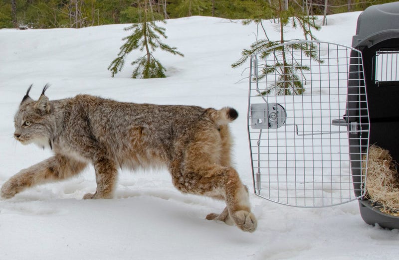 lynx in Michigan