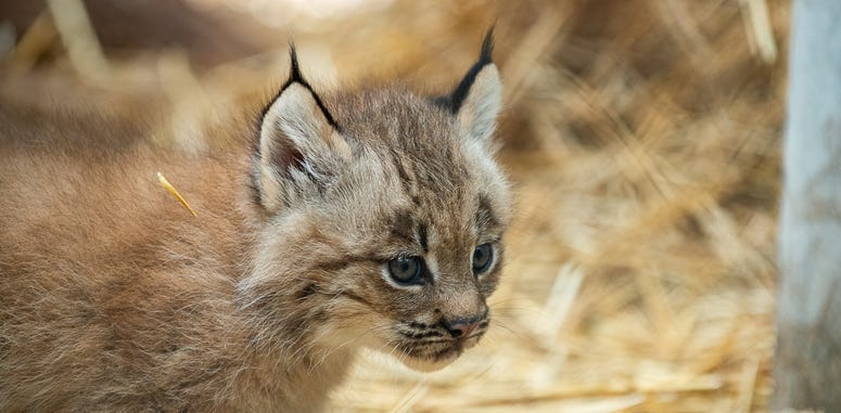 Pittsburgh Zoo Lynx
