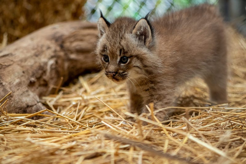 Pittsburgh Zoo Lynx