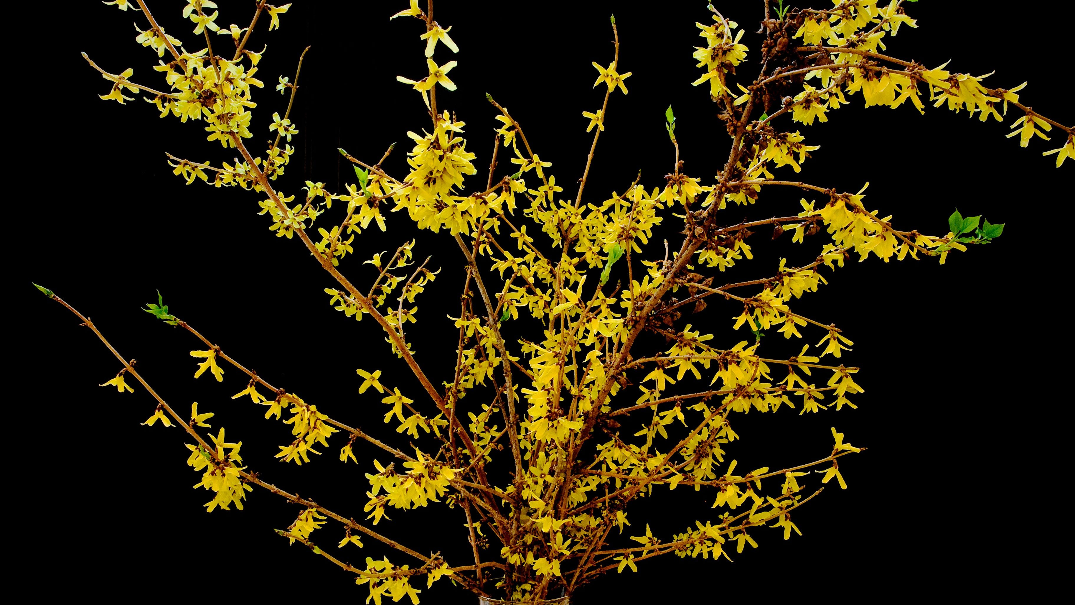 Reinventing your plants: How to force your branches to bloom indoors