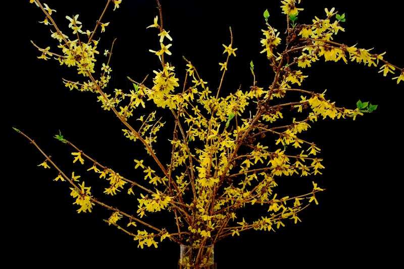 Branching