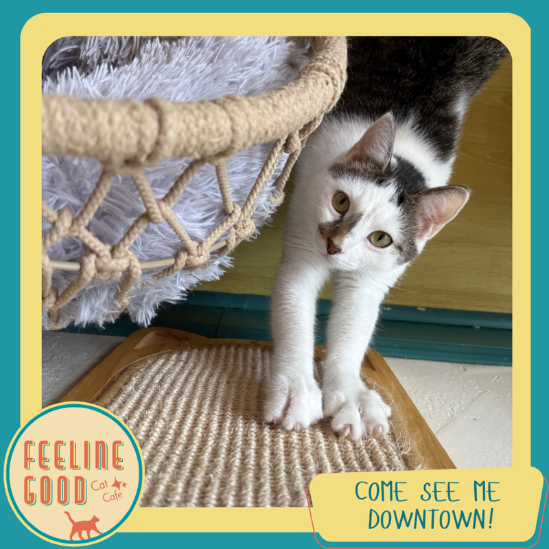 Adopt Madigan from the Humane Society of North Central Florida
