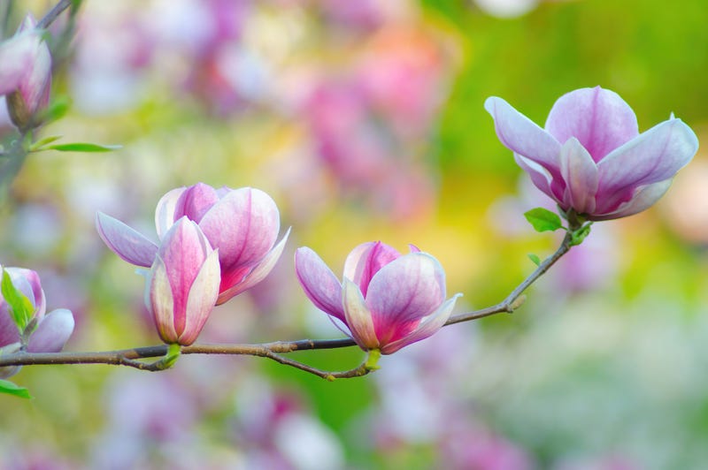 Pink magnolia blossoms