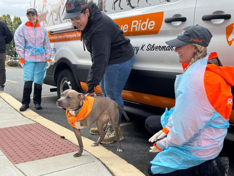 Maisie Belle arrives at the Brandywine Valley SPCA.